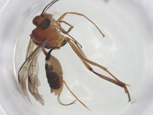  (ichJanzen01 Janzen6727 - CBG-A26271-C11)  @11 [ ] CreativeCommons - Attribution Share - Alike (2024) Centre for Biodiversity Genomics Centre for Biodiversity Genomics