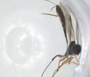  ( - CBG-A26271-E08)  @11 [ ] CreativeCommons - Attribution Share - Alike (2024) Centre for Biodiversity Genomics Centre for Biodiversity Genomics