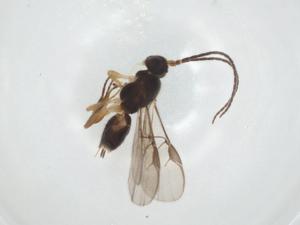  ( - CBG-A26271-E09)  @11 [ ] CreativeCommons - Attribution Share - Alike (2024) Centre for Biodiversity Genomics Centre for Biodiversity Genomics