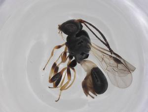  ( - CBG-A26272-D07)  @11 [ ] CreativeCommons - Attribution Share - Alike (2024) Centre for Biodiversity Genomics Centre for Biodiversity Genomics