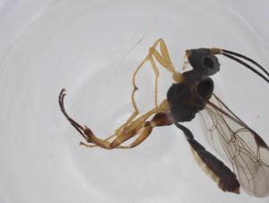  ( - CBG-A26272-D11)  @11 [ ] CreativeCommons - Attribution Share - Alike (2024) Centre for Biodiversity Genomics Centre for Biodiversity Genomics