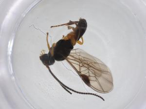  ( - CBG-A26272-D12)  @11 [ ] CreativeCommons - Attribution Share - Alike (2024) Centre for Biodiversity Genomics Centre for Biodiversity Genomics