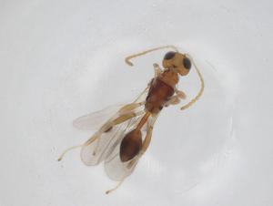  (Leiophron malaise0870 - CBG-A26272-G05)  @11 [ ] CreativeCommons - Attribution Share - Alike (2024) Centre for Biodiversity Genomics Centre for Biodiversity Genomics