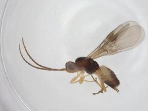  ( - CBG-A26272-H07)  @11 [ ] CreativeCommons - Attribution Share - Alike (2024) Centre for Biodiversity Genomics Centre for Biodiversity Genomics