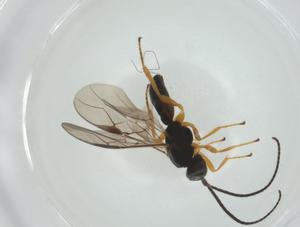  (opiMalaise01 malaise9310 - CBG-A26273-D04)  @11 [ ] CreativeCommons - Attribution Share - Alike (2024) Centre for Biodiversity Genomics Centre for Biodiversity Genomics