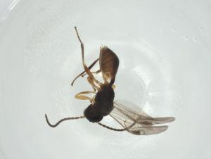  ( - CBG-A26273-E08)  @11 [ ] CreativeCommons - Attribution Share - Alike (2024) Centre for Biodiversity Genomics Centre for Biodiversity Genomics