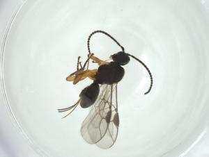  (Triaspis Malaise4239 - CBG-A26273-H08)  @11 [ ] CreativeCommons - Attribution Share - Alike (2024) Centre for Biodiversity Genomics Centre for Biodiversity Genomics
