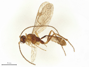  ( - CBG-A28649-A12)  @11 [ ] CreativeCommons - Attribution Share - Alike (2025) CBG Photography Group Centre for Biodiversity Genomics