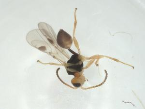  (Leiophron Malaise3539 - CBG-A28649-B04)  @11 [ ] CreativeCommons - Attribution Share - Alike (2024) Centre for Biodiversity Genomics Centre for Biodiversity Genomics