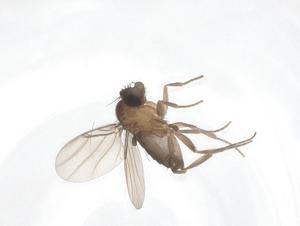  ( - CBG-A39029-H01)  @11 [ ] CreativeCommons - Attribution Share - Alike (2024) Centre for Biodiversity Genomics Centre for Biodiversity Genomics