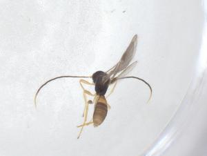  (Heterospilus Malaise4045 - CBG-A40264-B06)  @11 [ ] CreativeCommons - Attribution Share - Alike (2024) Centre for Biodiversity Genomics Centre for Biodiversity Genomics