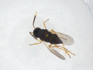  (chalMalaise01 malaise6829 - CBG-A40264-C02)  @11 [ ] CreativeCommons - Attribution Share - Alike (2024) Centre for Biodiversity Genomics Centre for Biodiversity Genomics