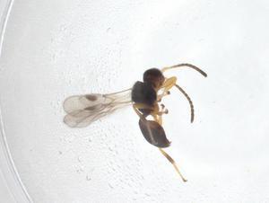  ( - CBG-A40264-H10)  @11 [ ] CreativeCommons - Attribution Share - Alike (2024) Centre for Biodiversity Genomics Centre for Biodiversity Genomics