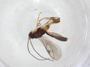  ( - CBG-A40266-A06)  @11 [ ] CreativeCommons - Attribution Share - Alike (2024) Centre for Biodiversity Genomics Centre for Biodiversity Genomics