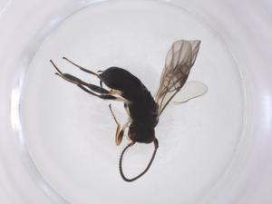  ( - CBG-A40267-A04)  @11 [ ] CreativeCommons - Attribution Share - Alike (2024) Centre for Biodiversity Genomics Centre for Biodiversity Genomics