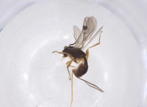  (Plynops - CBG-A40267-C03)  @11 [ ] CreativeCommons - Attribution Share - Alike (2024) Centre for Biodiversity Genomics Centre for Biodiversity Genomics