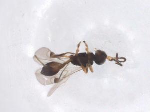  (Leiophron Malaise7294 - CBG-A40267-D05)  @11 [ ] CreativeCommons - Attribution Share - Alike (2024) Centre for Biodiversity Genomics Centre for Biodiversity Genomics