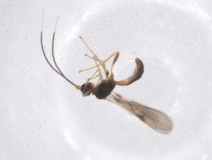  (Heterospilus Malaise9388 - CBG-A40267-E05)  @11 [ ] CreativeCommons - Attribution Share - Alike (2024) Centre for Biodiversity Genomics Centre for Biodiversity Genomics