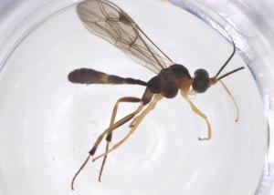  ( - CBG-A40267-H06)  @11 [ ] CreativeCommons - Attribution Share - Alike (2024) Centre for Biodiversity Genomics Centre for Biodiversity Genomics