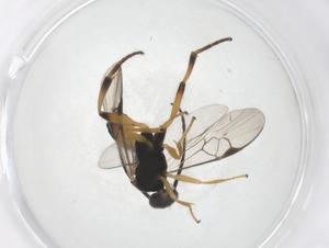 (Glyptapanteles malaise4080 - CBG-A40268-A01)  @11 [ ] CreativeCommons - Attribution Share - Alike (2024) Centre for Biodiversity Genomics Centre for Biodiversity Genomics