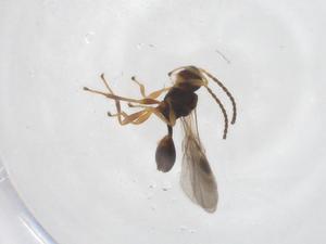  (Leiophron Malaise7131 - CBG-A40268-G08)  @11 [ ] CreativeCommons - Attribution Share - Alike (2024) Centre for Biodiversity Genomics Centre for Biodiversity Genomics