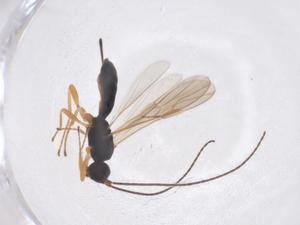  ( - CBG-A40270-G11)  @11 [ ] CreativeCommons - Attribution Share - Alike (2024) Centre for Biodiversity Genomics Centre for Biodiversity Genomics