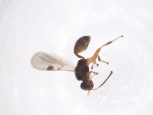  (Leiophron Malaise6814 - CBG-A40270-H04)  @11 [ ] CreativeCommons - Attribution Share - Alike (2024) Centre for Biodiversity Genomics Centre for Biodiversity Genomics