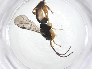  ( - CBG-A40272-E01)  @11 [ ] CreativeCommons - Attribution Share - Alike (2024) Centre for Biodiversity Genomics Centre for Biodiversity Genomics