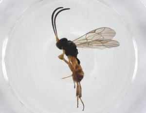  ( - CBG-A40272-E02)  @11 [ ] CreativeCommons - Attribution Share - Alike (2024) Centre for Biodiversity Genomics Centre for Biodiversity Genomics