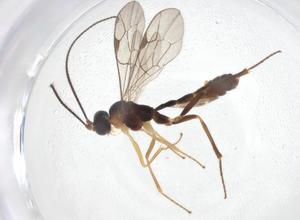  ( - CBG-A40272-G01)  @11 [ ] CreativeCommons - Attribution Share - Alike (2024) Centre for Biodiversity Genomics Centre for Biodiversity Genomics