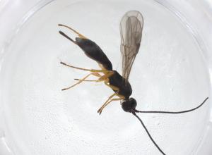  ( - CBG-A40272-G12)  @11 [ ] CreativeCommons - Attribution Share - Alike (2024) Centre for Biodiversity Genomics Centre for Biodiversity Genomics