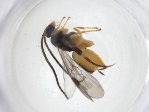  (Hypomicrogaster plagiosDHJ02 - CBG-A40272-H06)  @11 [ ] CreativeCommons - Attribution Share - Alike (2024) Centre for Biodiversity Genomics Centre for Biodiversity Genomics