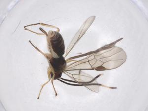  ( - CBG-A40273-B06)  @11 [ ] CreativeCommons - Attribution Share - Alike (2024) Centre for Biodiversity Genomics Centre for Biodiversity Genomics