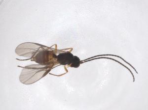  ( - CBG-A40273-H02)  @11 [ ] CreativeCommons - Attribution Share - Alike (2024) Centre for Biodiversity Genomics Centre for Biodiversity Genomics