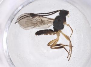  (Diospilus Malaise5584 - CBG-A40274-A10)  @11 [ ] CreativeCommons - Attribution Share - Alike (2024) Centre for Biodiversity Genomics Centre for Biodiversity Genomics
