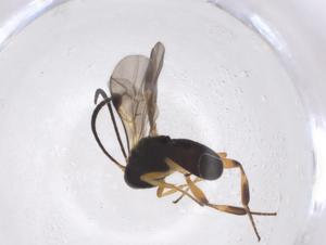  (Chelonus Malaise7185 - CBG-A40274-B03)  @11 [ ] CreativeCommons - Attribution Share - Alike (2024) Centre for Biodiversity Genomics Centre for Biodiversity Genomics