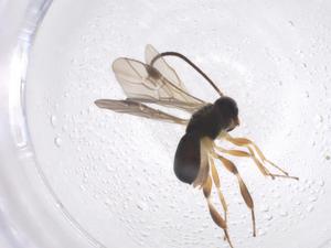  ( - CBG-A40274-B12)  @11 [ ] CreativeCommons - Attribution Share - Alike (2024) Centre for Biodiversity Genomics Centre for Biodiversity Genomics