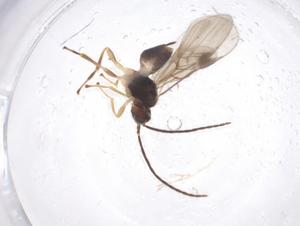  (Mirax Janzen0331 - CBG-A40274-C01)  @11 [ ] CreativeCommons - Attribution Share - Alike (2024) Centre for Biodiversity Genomics Centre for Biodiversity Genomics