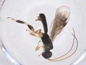  ( - CBG-A40274-C05)  @11 [ ] CreativeCommons - Attribution Share - Alike (2024) Centre for Biodiversity Genomics Centre for Biodiversity Genomics