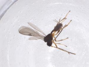  ( - CBG-A40274-D07)  @11 [ ] CreativeCommons - Attribution Share - Alike (2024) Centre for Biodiversity Genomics Centre for Biodiversity Genomics