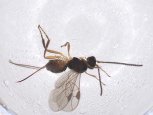  ( - CBG-A40274-E11)  @11 [ ] CreativeCommons - Attribution Share - Alike (2024) Centre for Biodiversity Genomics Centre for Biodiversity Genomics