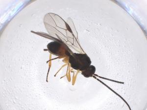  (opiMalaise01 Malaise2223 - CBG-A40274-E12)  @11 [ ] CreativeCommons - Attribution Share - Alike (2024) Centre for Biodiversity Genomics Centre for Biodiversity Genomics