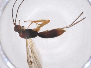  ( - CBG-A40274-F03)  @11 [ ] CreativeCommons - Attribution Share - Alike (2024) Centre for Biodiversity Genomics Centre for Biodiversity Genomics