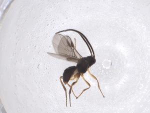  ( - CBG-A40274-F08)  @11 [ ] CreativeCommons - Attribution Share - Alike (2024) Centre for Biodiversity Genomics Centre for Biodiversity Genomics