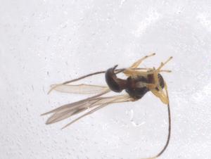  (Heterospilus malaise9387 - CBG-A40274-F09)  @11 [ ] CreativeCommons - Attribution Share - Alike (2024) Centre for Biodiversity Genomics Centre for Biodiversity Genomics