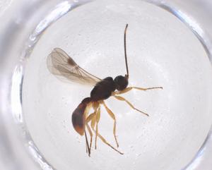  (Heterospilus Malaise0530 - CBG-A40274-G04)  @11 [ ] CreativeCommons - Attribution Share - Alike (2024) Centre for Biodiversity Genomics Centre for Biodiversity Genomics