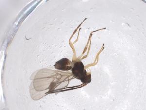  (Mirax Malaise3356 - CBG-A40274-G05)  @11 [ ] CreativeCommons - Attribution Share - Alike (2024) Centre for Biodiversity Genomics Centre for Biodiversity Genomics