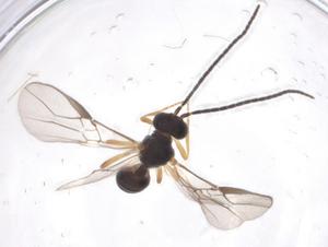  ( - CBG-A40274-H01)  @11 [ ] CreativeCommons - Attribution Share - Alike (2024) Centre for Biodiversity Genomics Centre for Biodiversity Genomics