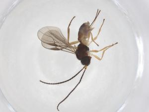  (opiMalaise01 Malaise7464 - CBG-A40275-B03)  @11 [ ] CreativeCommons - Attribution Share - Alike (2024) Centre for Biodiversity Genomics Centre for Biodiversity Genomics