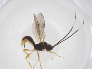  ( - CBG-A40275-B07)  @11 [ ] CreativeCommons - Attribution Share - Alike (2024) Centre for Biodiversity Genomics Centre for Biodiversity Genomics